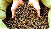 Dried Guarana Seeds